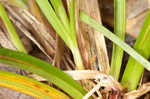 Florida sedge